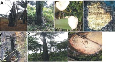 Molecular Identification of Secreted Effector Genes Involved in African Fusarium oxysporum f.sp. elaeidis Strains Pathogenesis During Screening Nigerian Susceptible and Tolerant Oil Palm (Elaeis guineensis Jacq.) Genotypes